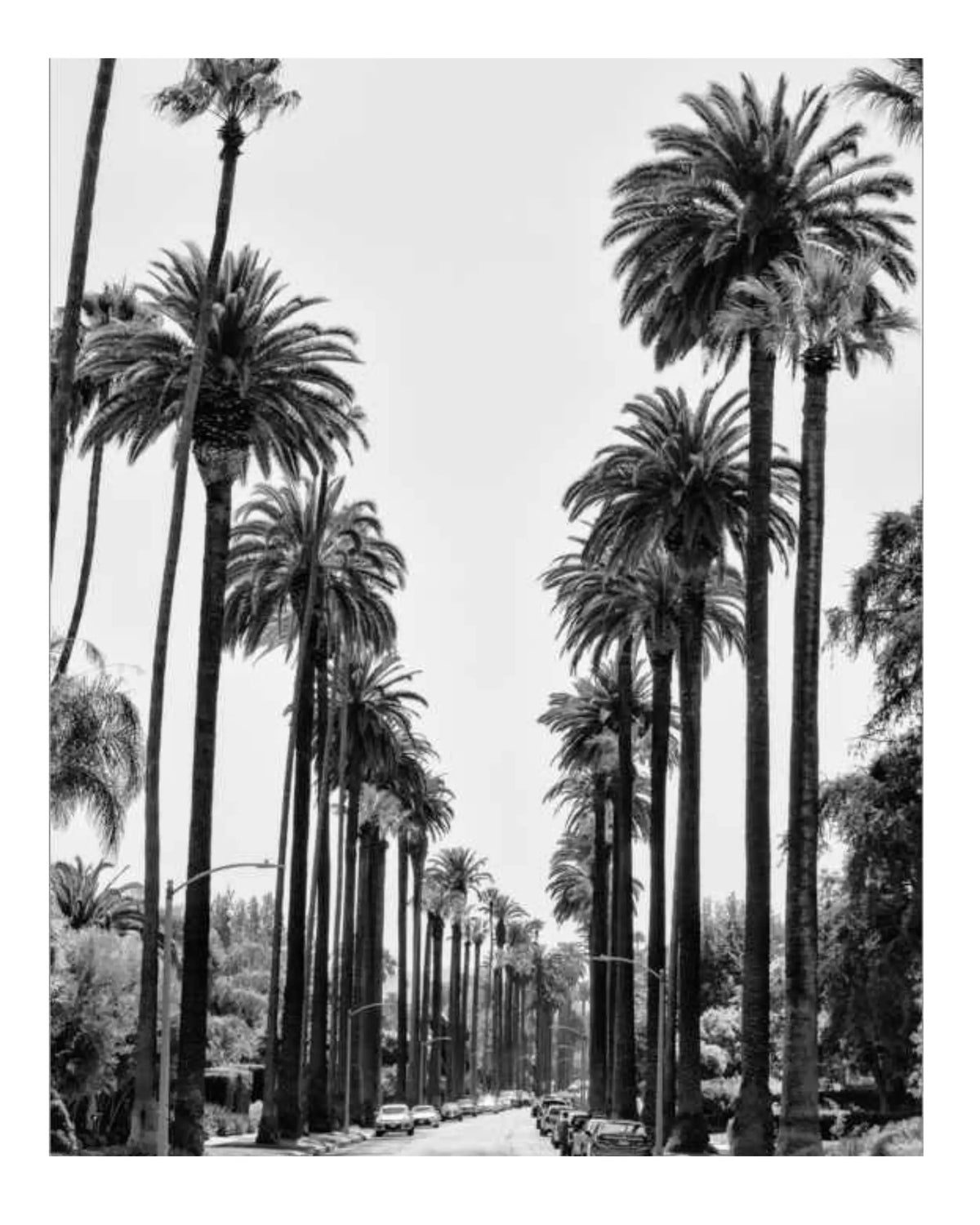 Close-up black-and-white palm tree avenue art print with tall trunks and road.