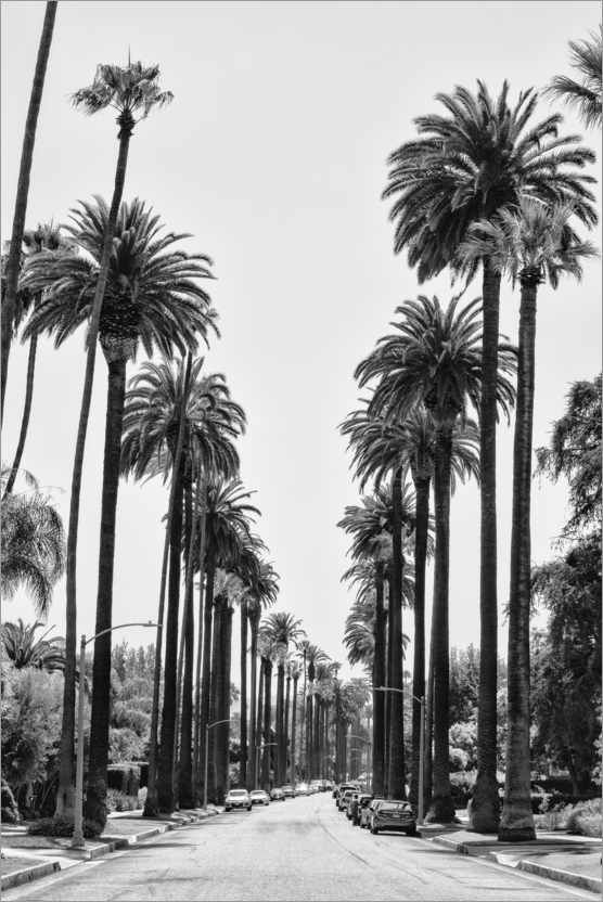 California Palm Tree Art Print capturing the relaxed character of a palm lined Los Angeles neighborhood