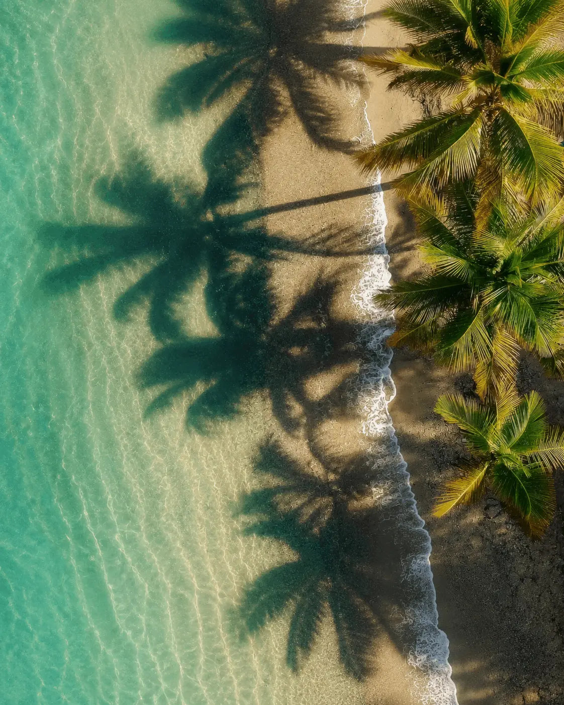 Close-up tropical ocean coastline print with palm shadows, turquoise surf, and dark sand