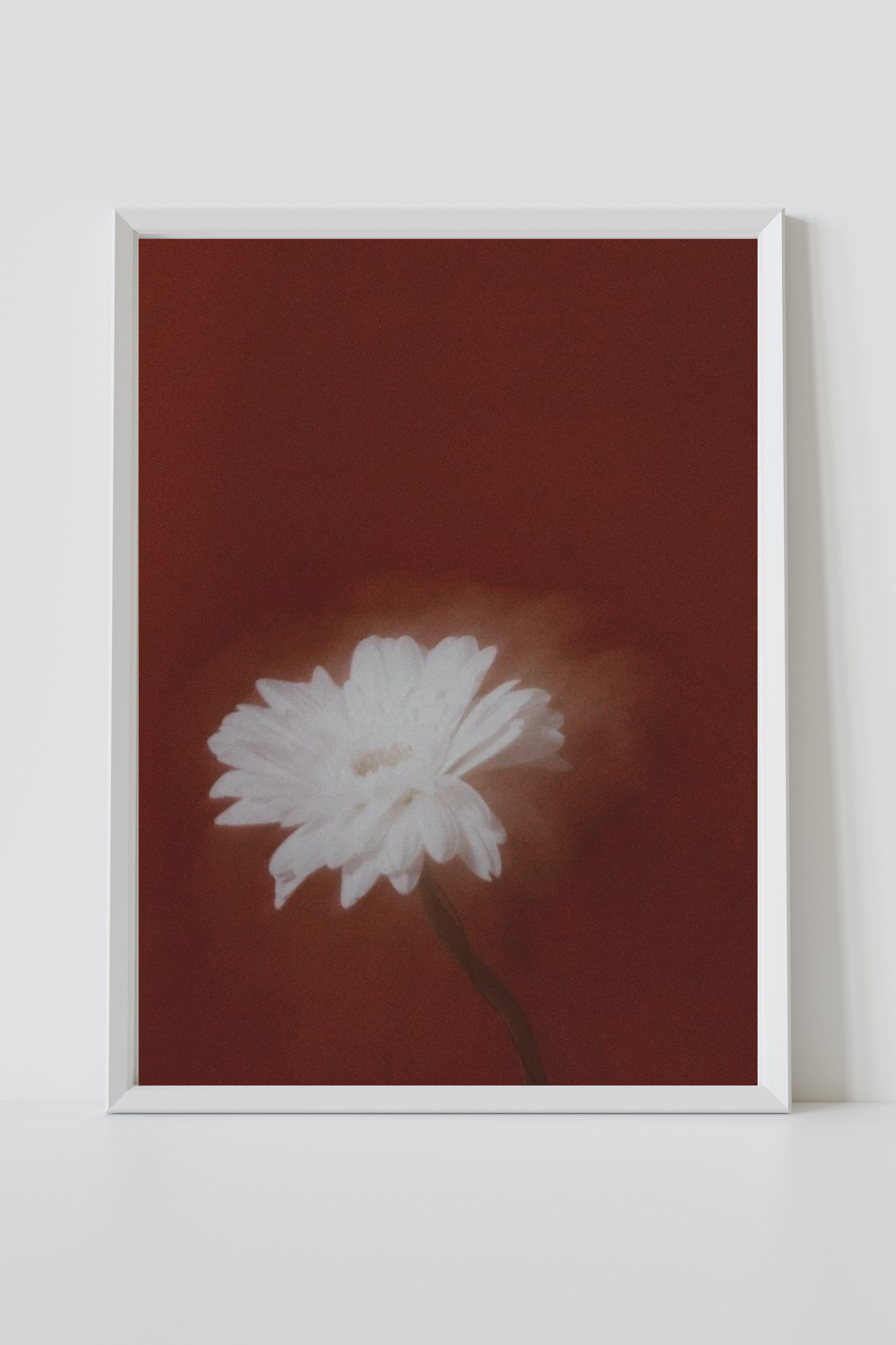 Fade White Flower Dream