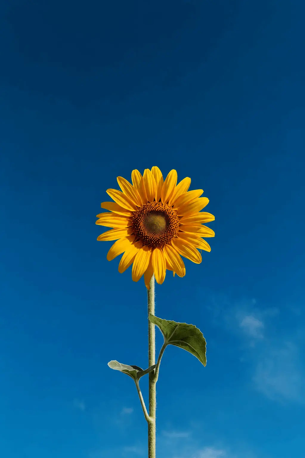 Close-up sunflower wall art print: yellow bloom on blue background