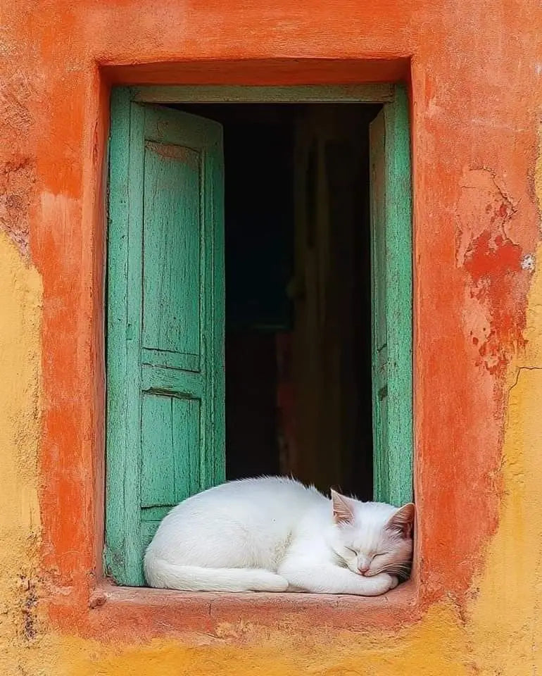 Close-up cat sleeping art print, white cat curled in teal doorway framed by orange surround