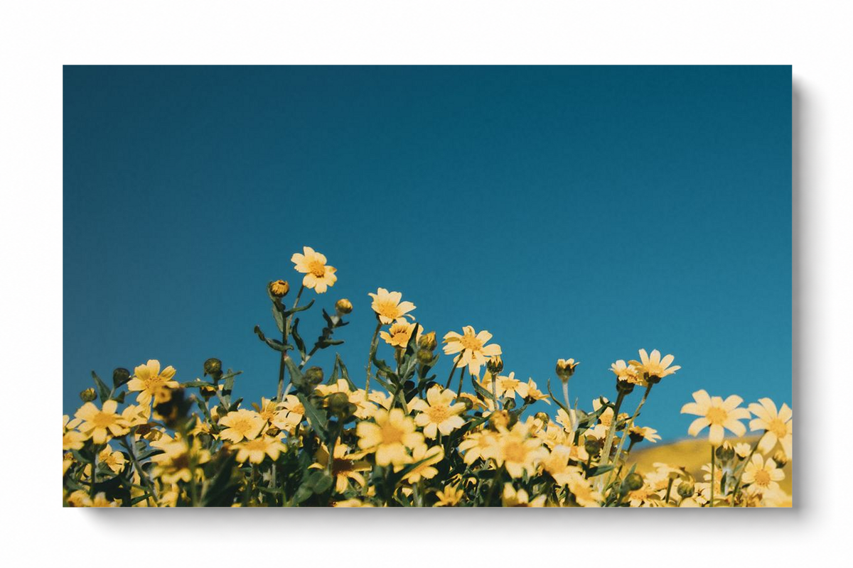 Unframed yellow wildflowers poster showing a cluster of golden blooms against a vivid blue sky, isolated on a white background.
 Copy Alt Text