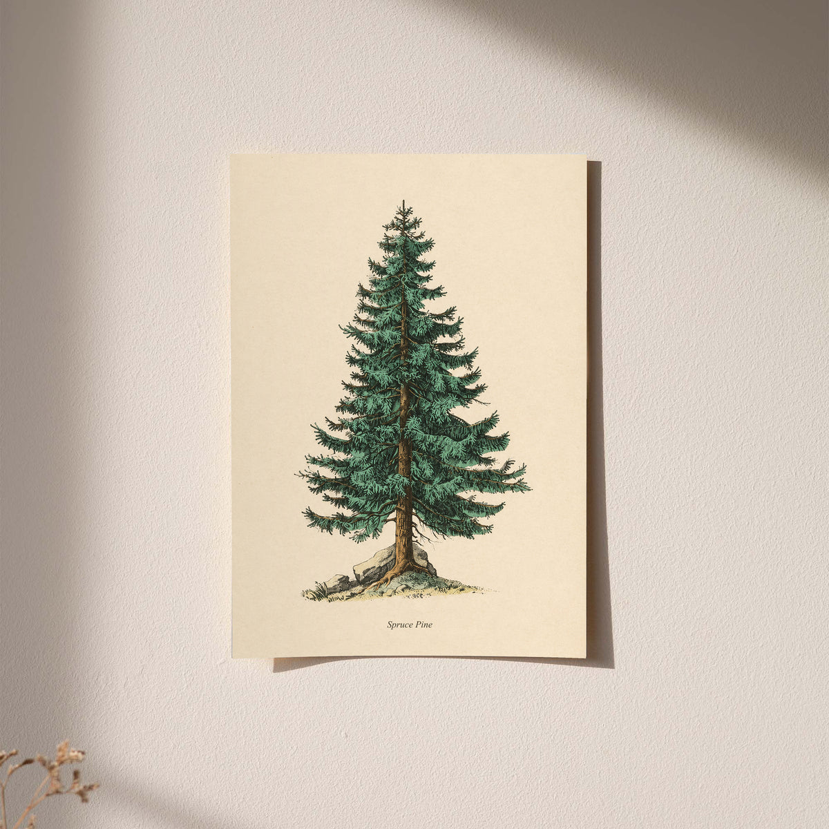 Single green evergreen tree on cream with a printed Spruce Pine caption as an unframed hanging paper print against a plaster wall