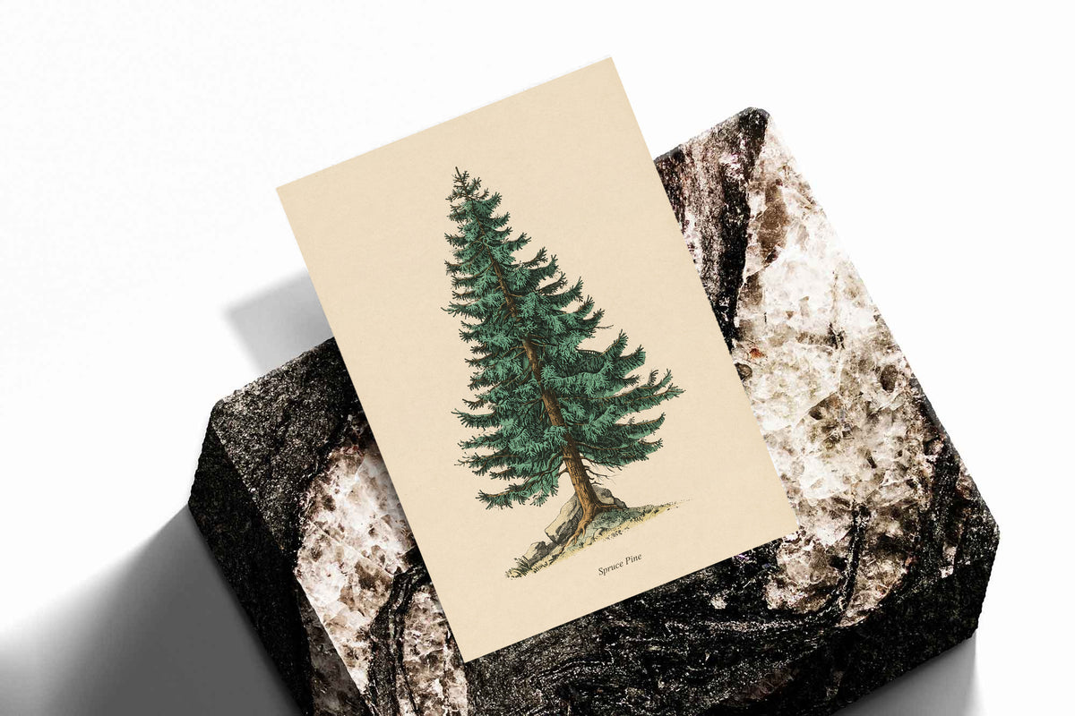 Single green evergreen tree on cream with a printed Spruce Pine caption as an unframed print standing on a stone plinth against white
