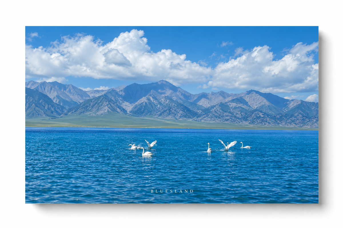 Weiße langhalsige Wasservögel schwimmen und breiten ihre Flügel auf tiefblauem Wasser vor einer graublauen Bergkette und hellen Wolken aus. Ungerahmtes horizontales Poster vor weißem Hintergrund mit weichem Schatten.