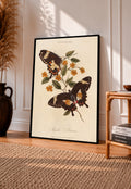 Two dark butterflies with cream orange markings and small golden flowers on a Lepidoptera plate in a black frame leaning on a sunlit wooden floor beside books and a rattan seat