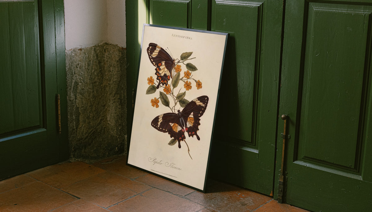 Two dark butterflies with cream orange markings and small golden flowers on a Lepidoptera plate as an unframed print leaning against a green panelled door