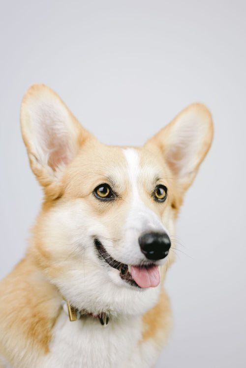 Pet portraits