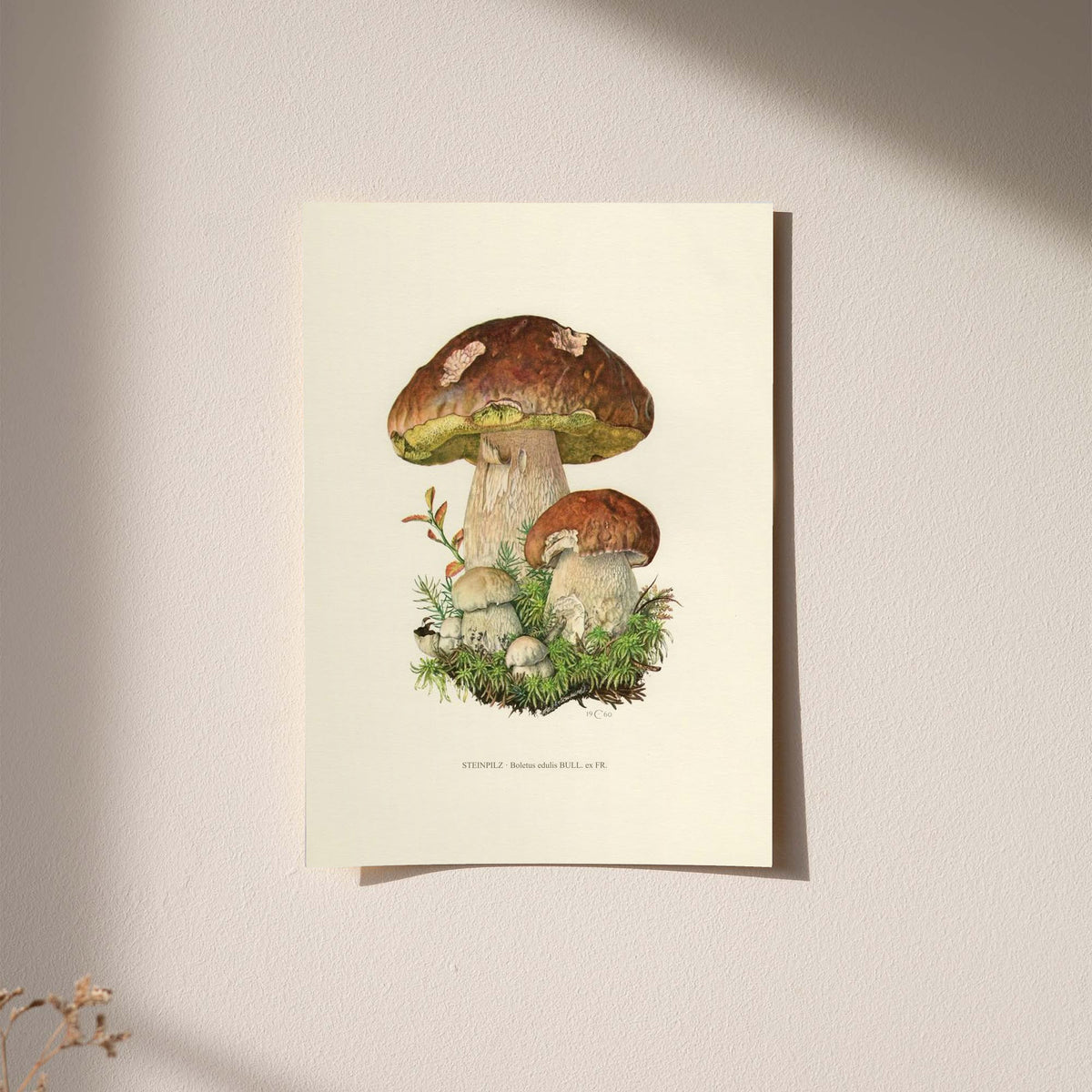 Brown porcini mushrooms with moss and a printed Steinpilz Boletus edulis caption as an unframed hanging paper print against a plaster wall