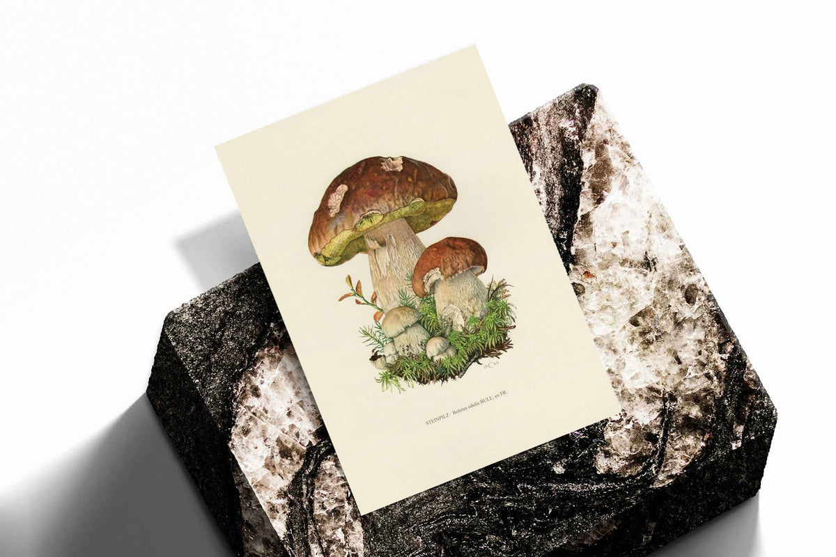 Brown porcini mushrooms with moss and a printed Steinpilz Boletus edulis caption as an unframed print standing on a stone plinth against white