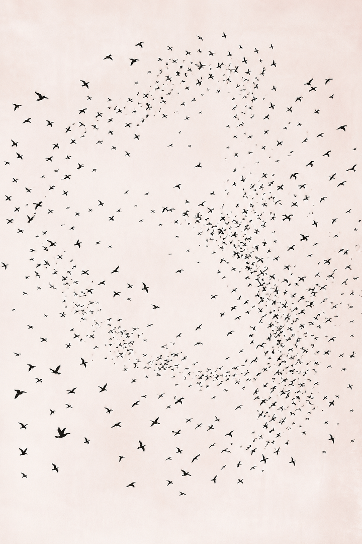 Murmuration Arte Minimalista de Pájaros