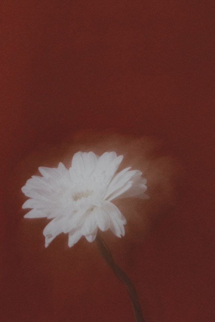 White Flower Print - Fade White Flower Dream Decor