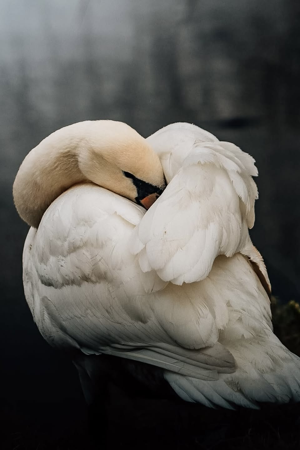 Sleeping white swans photo print with white feathers on dark background