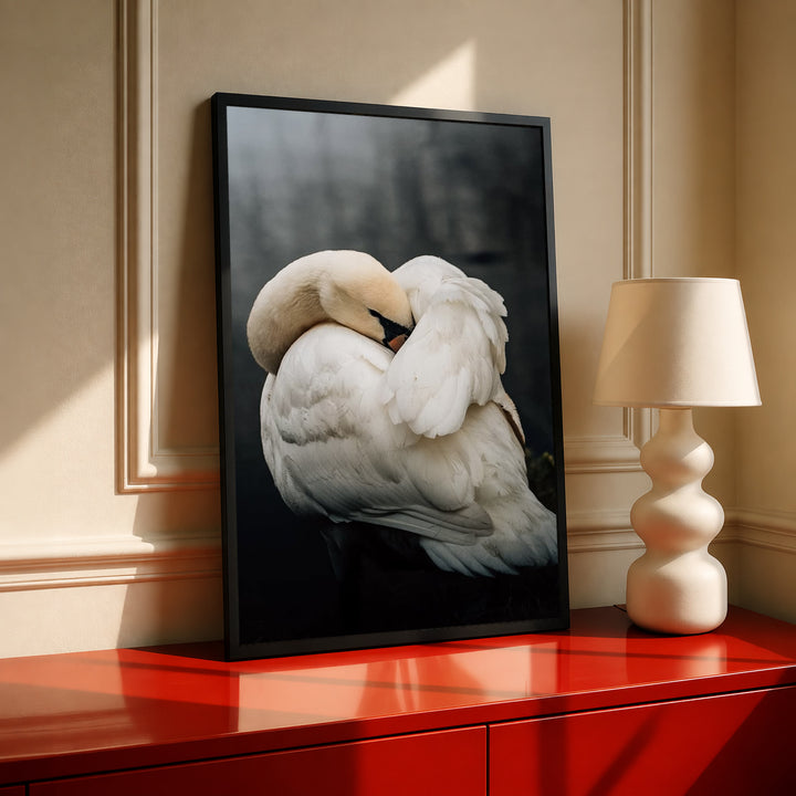 Framed sleeping swans photo print, black background image with light wood border