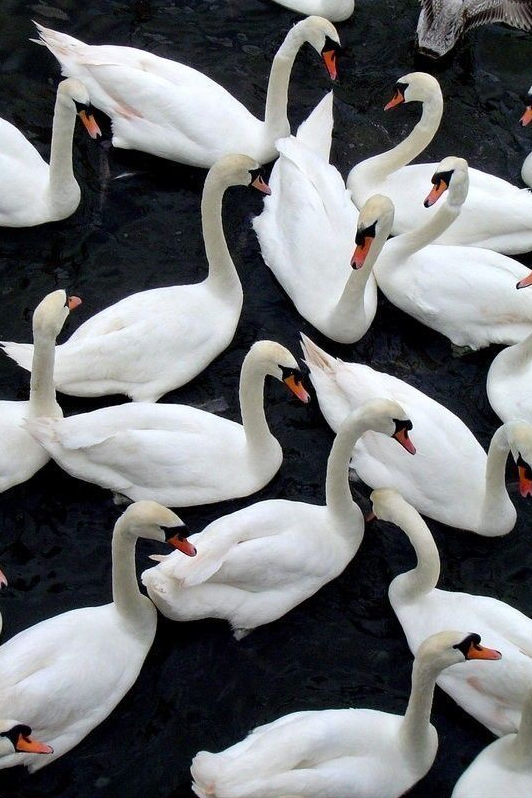 Wall art print close-up of white swans with orange beaks on dark water