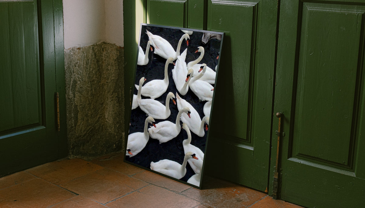 Framed wall art print featuring a flock of white swans on dark water