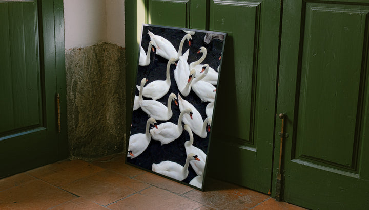 Framed wall art print featuring a flock of white swans on dark water