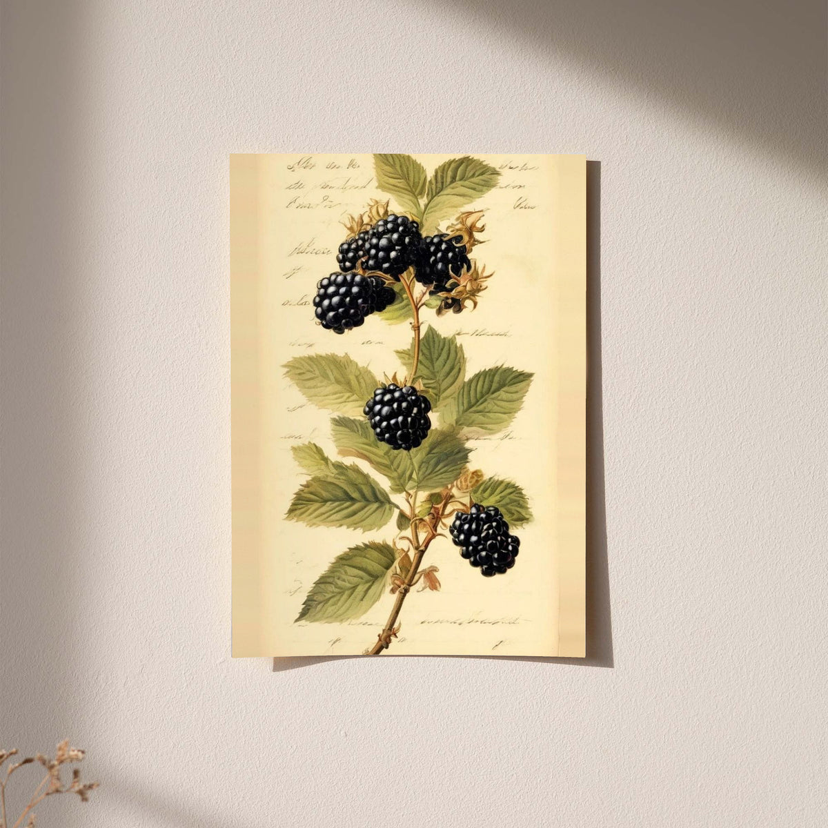 Dark blackberry clusters and serrated green leaves on a branch with notes on aged cream as an unframed hanging paper print against a plaster wall