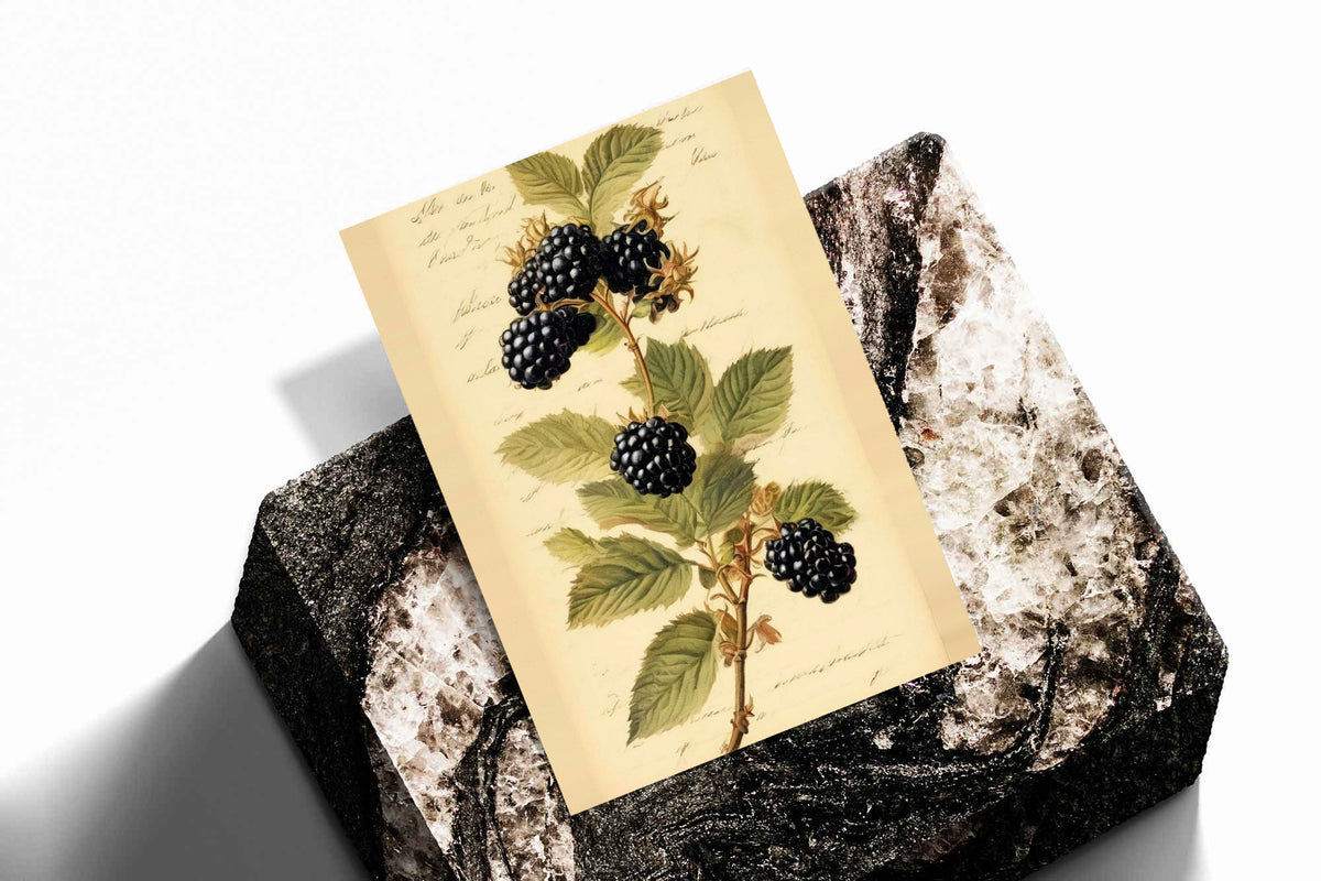 Dark blackberry clusters and serrated green leaves on a branch with notes on aged cream as an unframed print standing on a stone plinth against white