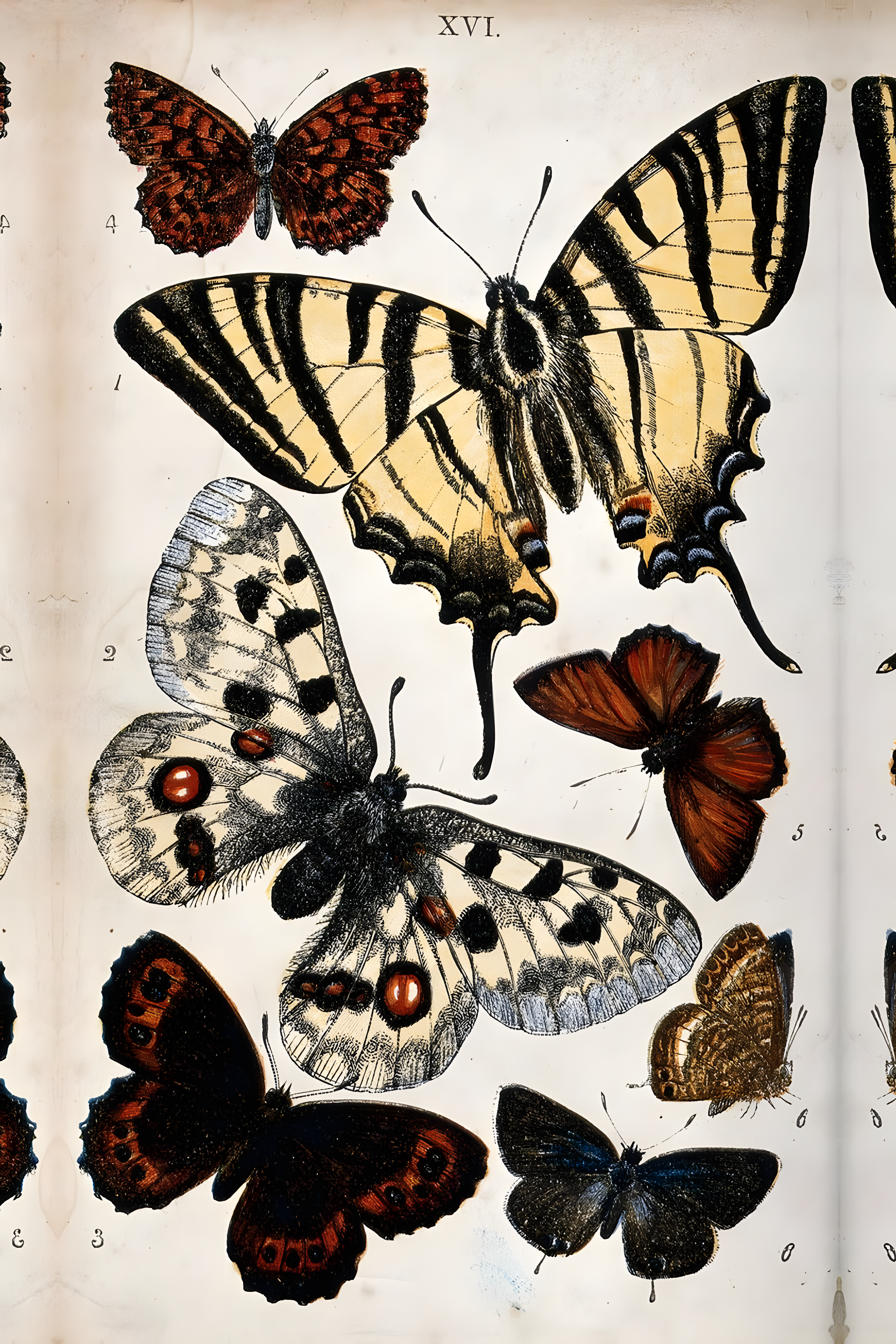 Butterfly specimen print on cream paper showing multiple colorful moth and butterfly species