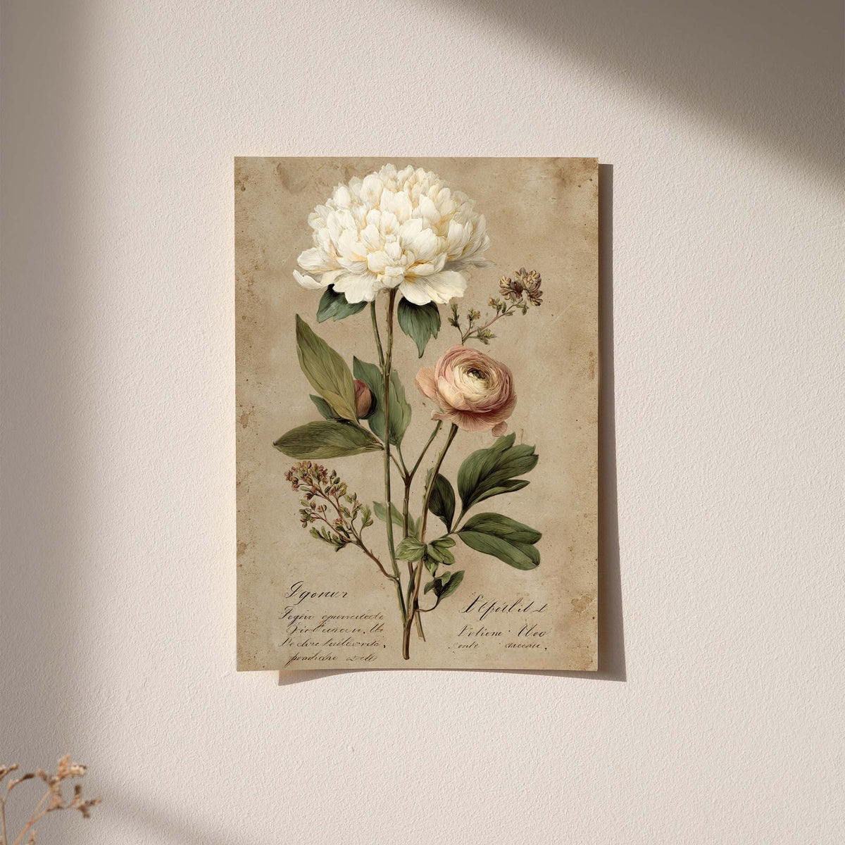 Large white peony and smaller pink layered flower with green leaves on aged cream as an unframed hanging paper print against a plaster wall