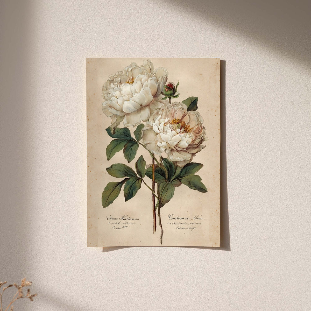 Two white peony blooms and a small bud with green leaves on aged cream as an unframed hanging paper print against a plaster wall