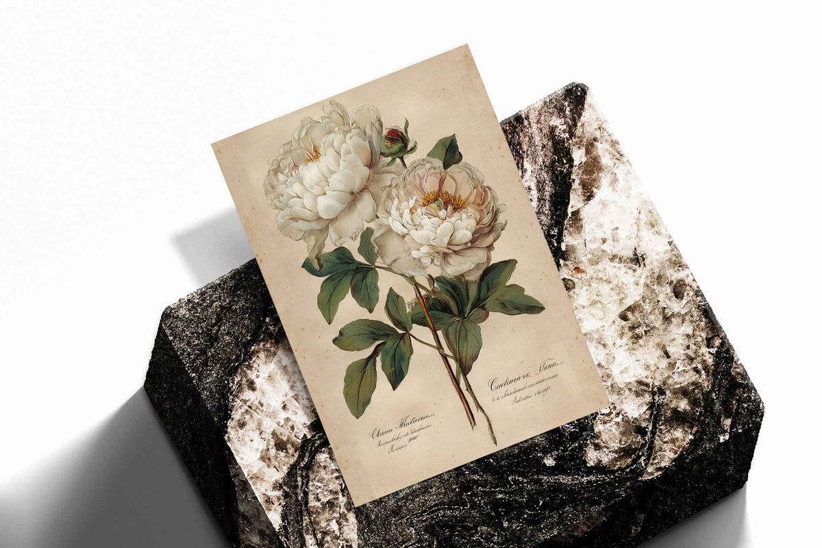 Two white peony blooms and a small bud with green leaves on aged cream as an unframed print standing on a stone plinth against white